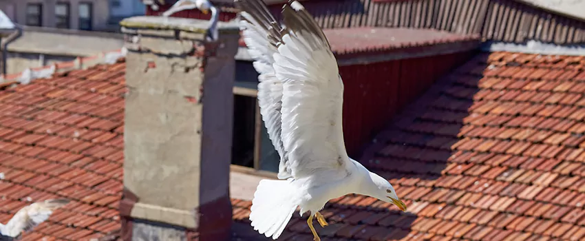 Residential Chimney Animal Removal Solution in Kyle, TX