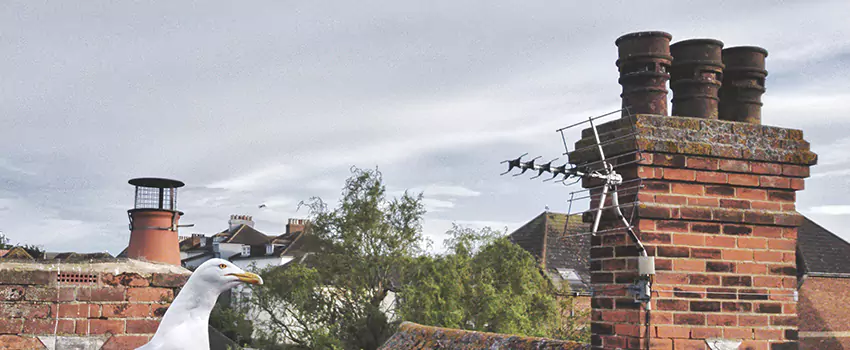 Chimney Cleaning And Restoration in Kyle, Texas